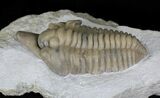 Large Snout Nosed Spathacalymene Trilobite - Rare! #22499-3